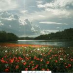 A Pinterest pin with a picture of a field of red flowers by a lake in the sunlight. Designed for this post about God's divine protection.