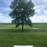 A Pinterest pin with a picture of a tree in an open field. Designed for this post on bible verses about hope.