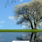 A Pinterest pin with a tree blooming in the spring by a lake. Designed for this post of bible verses about God's protection.