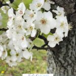 A Pinterest pin with a picture of white spring blossoms on a tree. Designed for this post about hope for when life gets hard.
