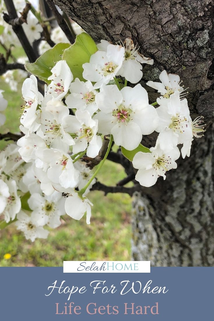 A Pinterest pin with a picture of white spring blossoms on a tree. Designed for this post about hope for when life gets hard.