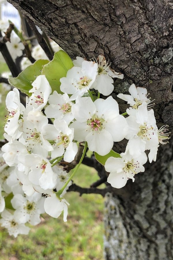A picture of white spring blossoms on a tree for this post about hope for when life gets hard.