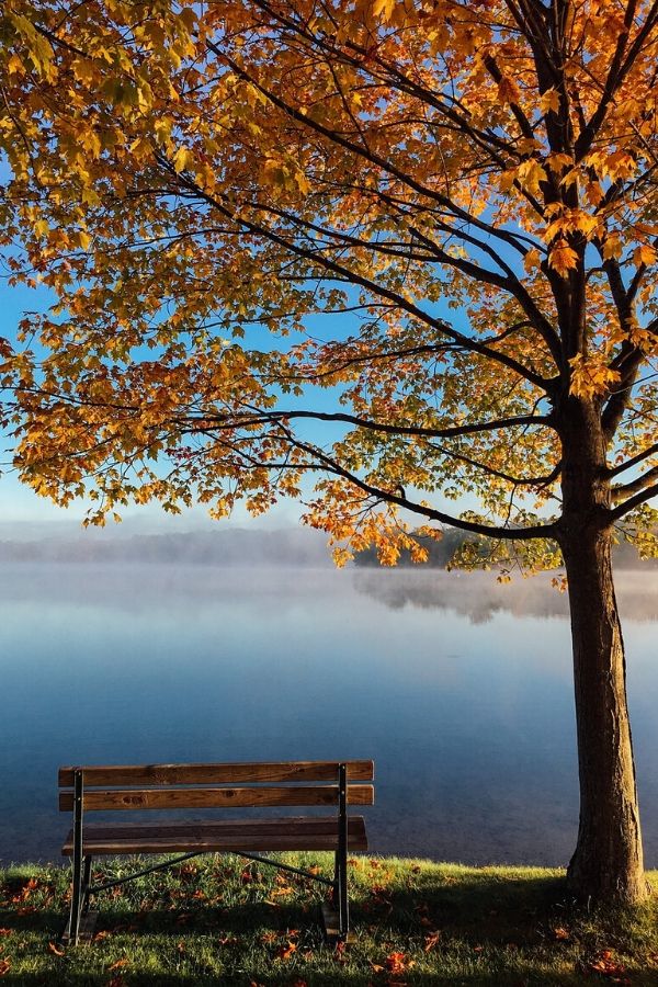 A picture of an empty bench under an autumn tree by a lake for this post about how to find peace in chaos.