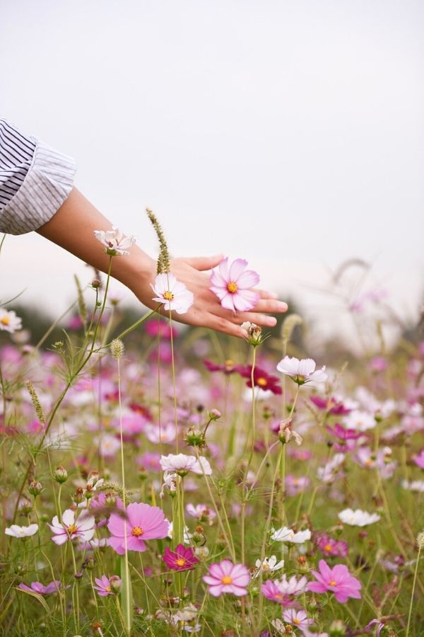 A picture of a woman's hand reaching into a field of pink flowers for this post about a powerful testimony.