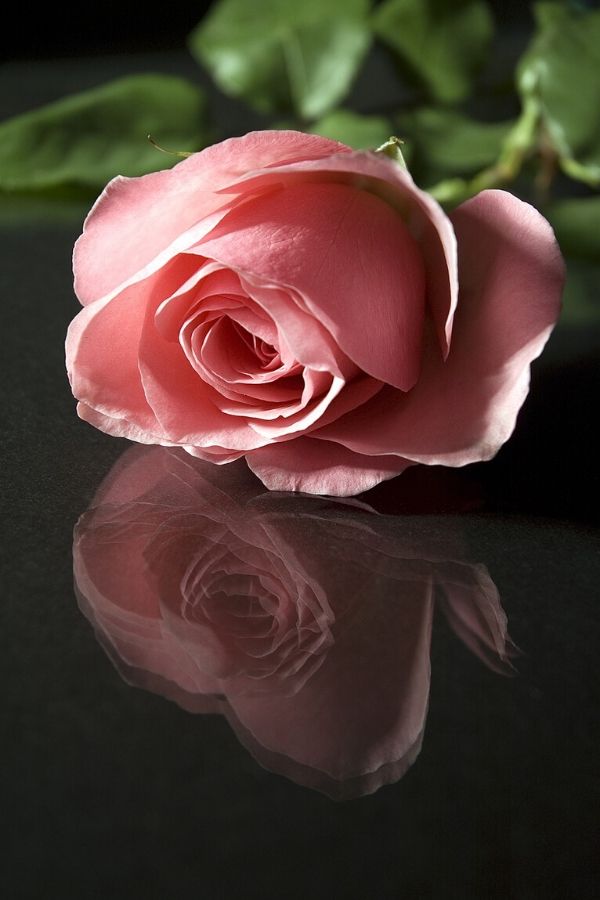 A picture of a pink rose for this post on the beauty of a slow paced life.