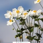 A Pinterest pin with a picture of white flowers in front of a blue sky. Designed for this post of biblical reminders that you are unique.