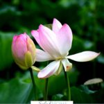A Pinterest pin with a picture of a pink and white lily. Designed for this post of verses about peace.