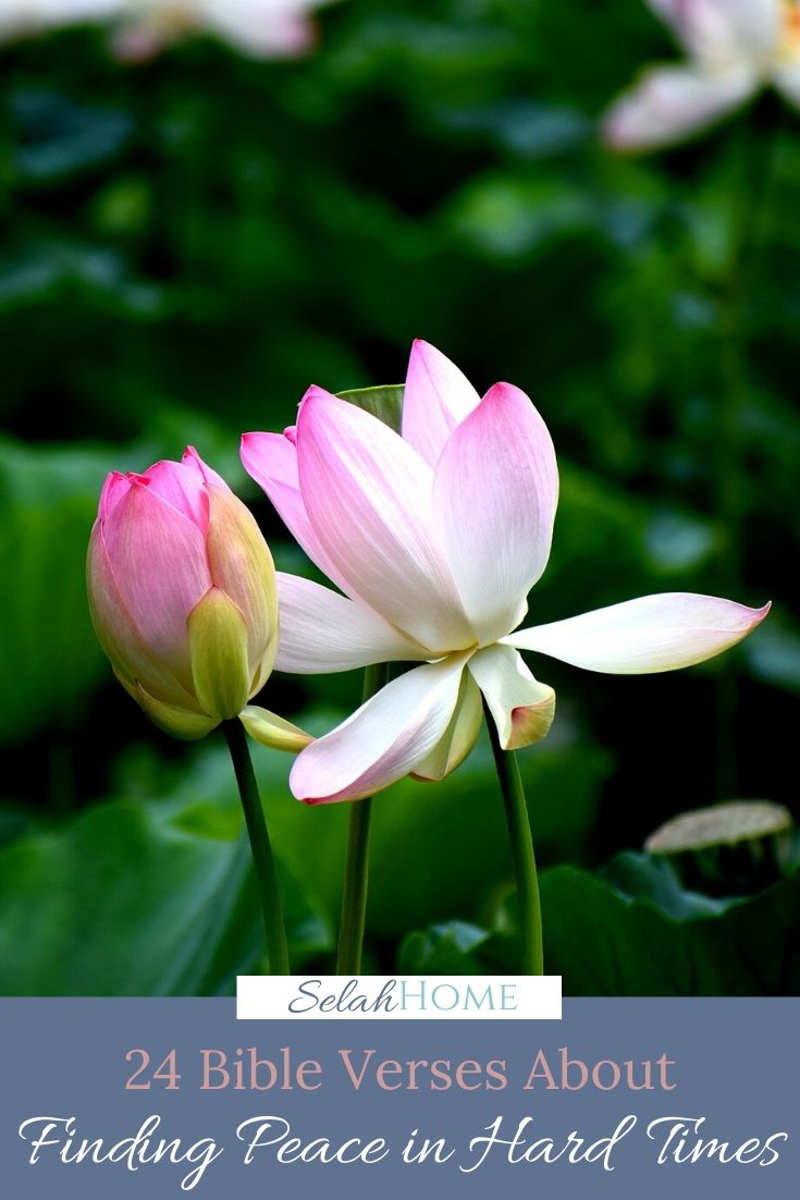 A Pinterest pin with a picture of a pink and white lily. Designed for this post of verses about peace.