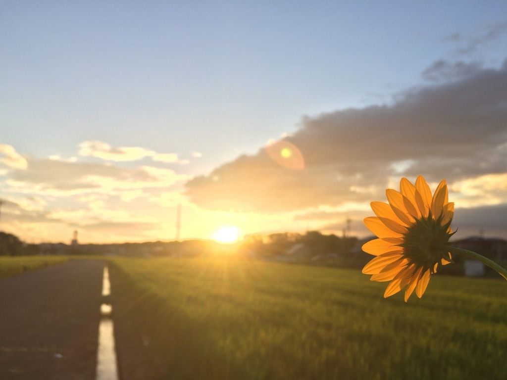 A picture of a sunflower facing the sunrise for this post about discovering a joyful life.