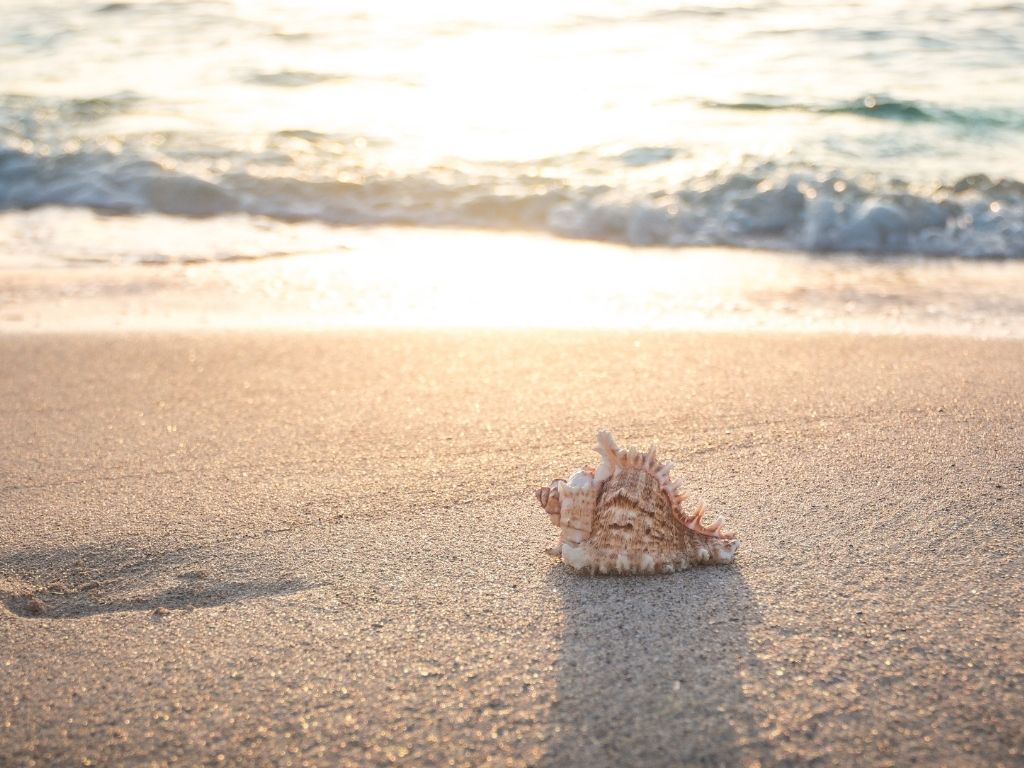 A picture of a seashell on the beach for this post about the importance of family vacations.