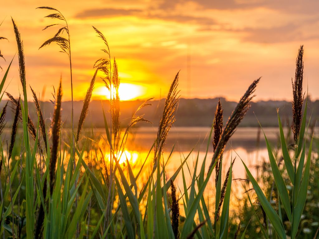 A picture of the sun rising over a lake and field for this post about how to overcome hope deferred.
