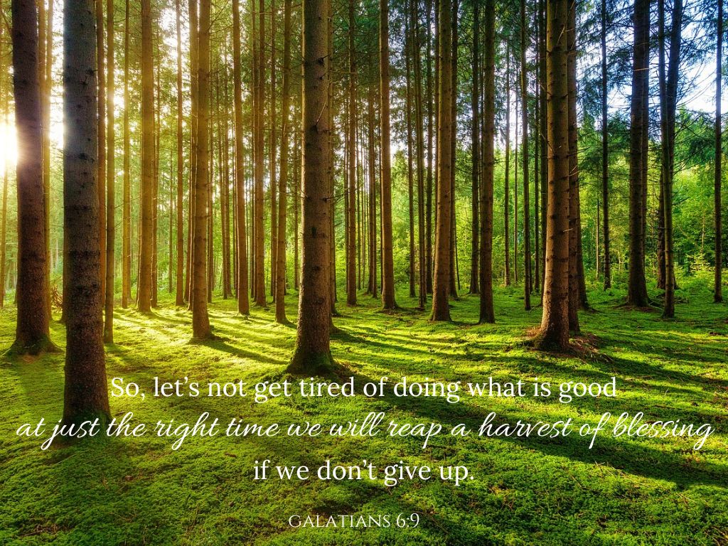 A picture of the sun shining through the forest for this post of verses for the frustrated Christian.