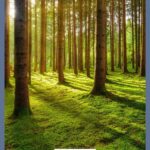 A Pinterest pin with a picture of the sun shining through the forest. Designed for this post of verses for the frustrated Christian.