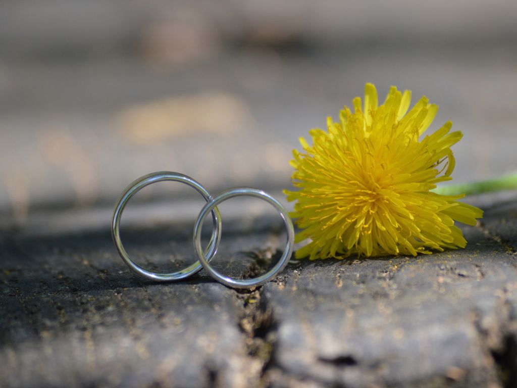 A picture of two wedding rings beside a dandelion for this post of strong marriage quotes.